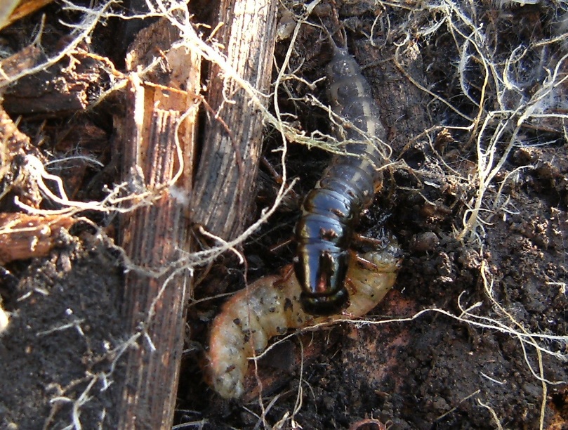 Larva di Ocypus con preda